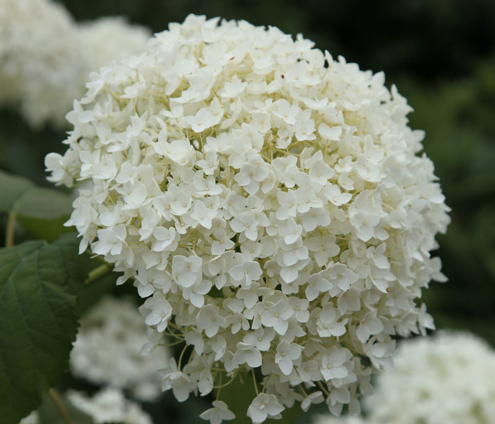 Гортензия древовидная Стронг Аннабелль